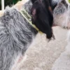 AMV DOGS dog collar Reference: COLLIERCHIENH26