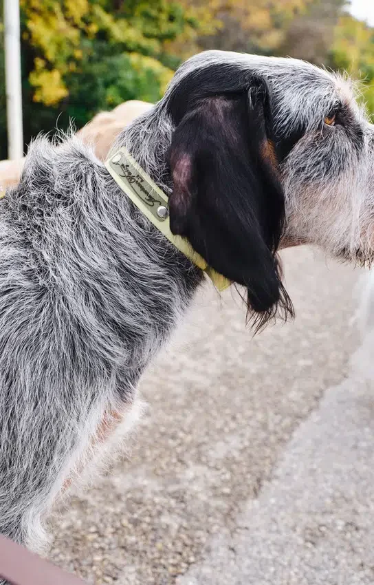 AMV DOGS dog collar Reference: COLLIERCHIENH26