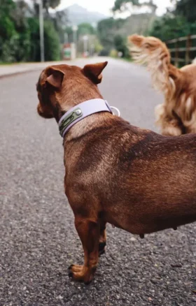 AMV DOGS dog collar Reference: COLLIERCHIENH26