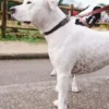 AMV DOGS dog collar Reference: COLLIERCHIENH26