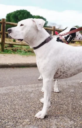 AMV DOGS dog collar Reference: COLLIERCHIENH26