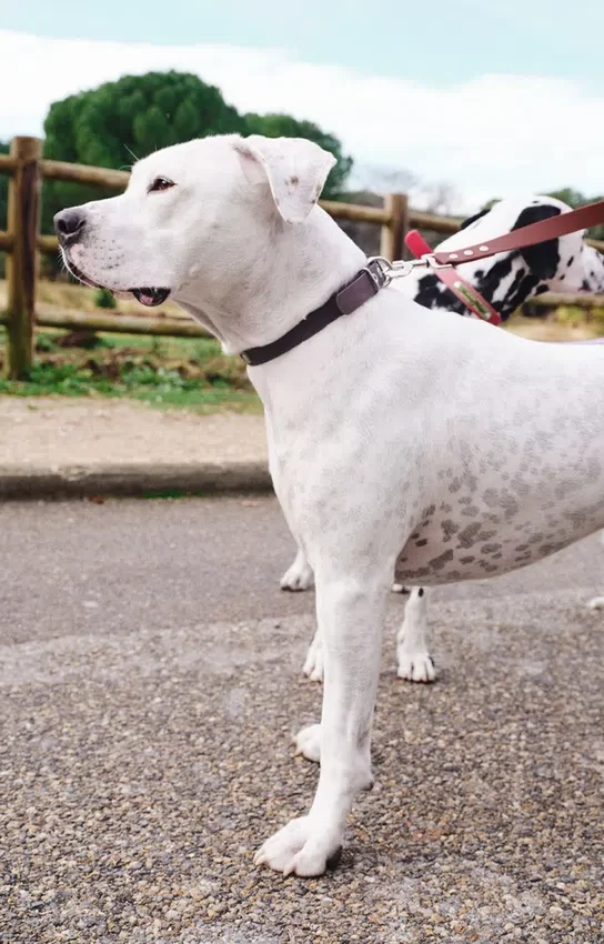 AMV DOGS dog collar Reference: COLLIERCHIENH26