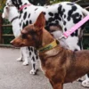 AMV DOGS dog collar Reference: COLLIERCHIENH26