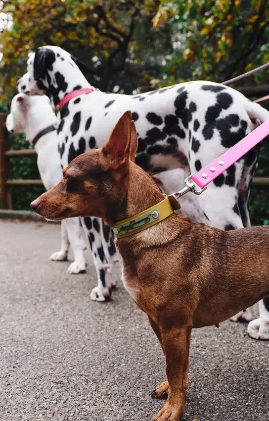 AMV DOGS dog collar Reference: COLLIERCHIENH26