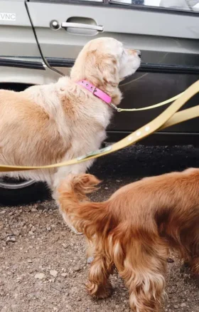 AMV DOGS dog collar Reference: COLLIERCHIENH26