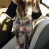 AMV DOGS dog collar Reference: COLLIERCHIENH26