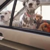AMV DOGS dog collar Reference: COLLIERCHIENH26