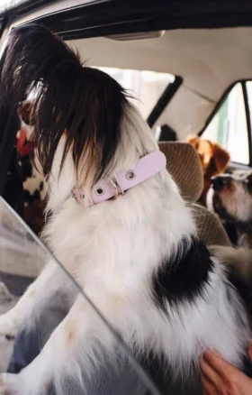 AMV DOGS dog collar Reference: COLLIERCHIENH26