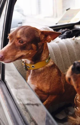 AMV DOGS dog collar Reference: COLLIERCHIENH26