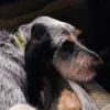 AMV DOGS dog collar Reference: COLLIERCHIENH26