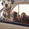 AMV DOGS dog collar Reference: COLLIERCHIENH26