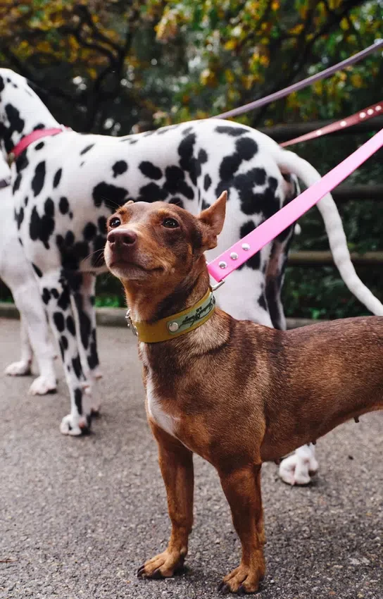 AMV DOGS dog collar Reference: COLLIERCHIENH26