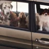 AMV DOGS dog collar Reference: COLLIERCHIENH26