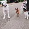 AMV DOGS dog leash Reference: LAISSECHIENH26