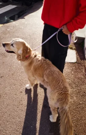 AMV DOGS dog leash Reference: LAISSECHIENH26