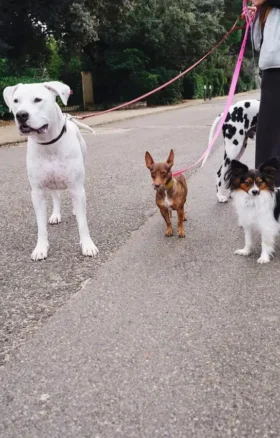 AMV DOGS dog leash Reference: LAISSECHIENH26