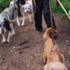 AMV DOGS dog leash Reference: LAISSECHIENH26