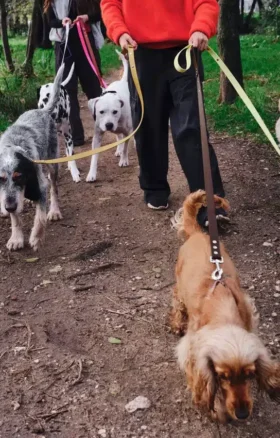 AMV DOGS dog leash Reference: LAISSECHIENH26