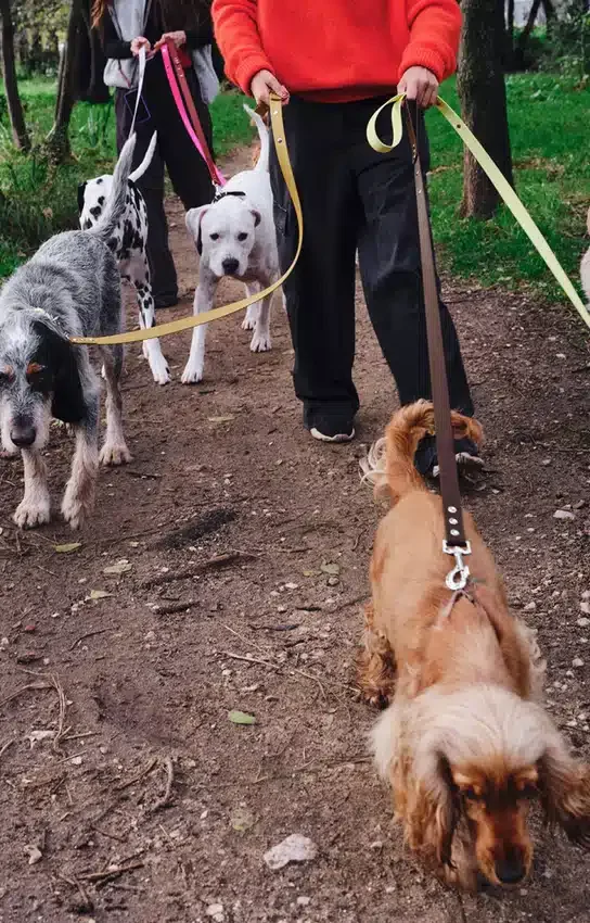 AMV DOGS dog leash Reference: LAISSECHIENH26