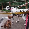 AMV DOGS dog leash Reference: LAISSECHIENH26