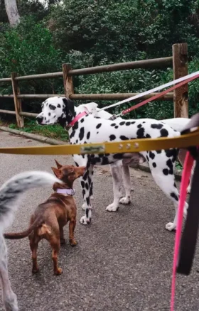 AMV DOGS dog leash Reference: LAISSECHIENH26