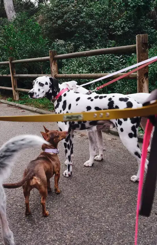 AMV DOGS dog leash Reference: LAISSECHIENH26
