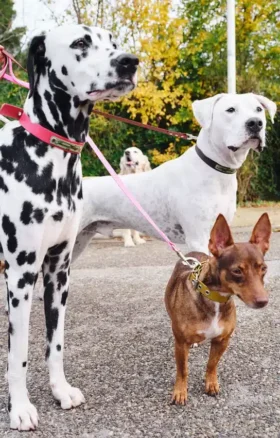 AMV DOGS dog leash Reference: LAISSECHIENH26