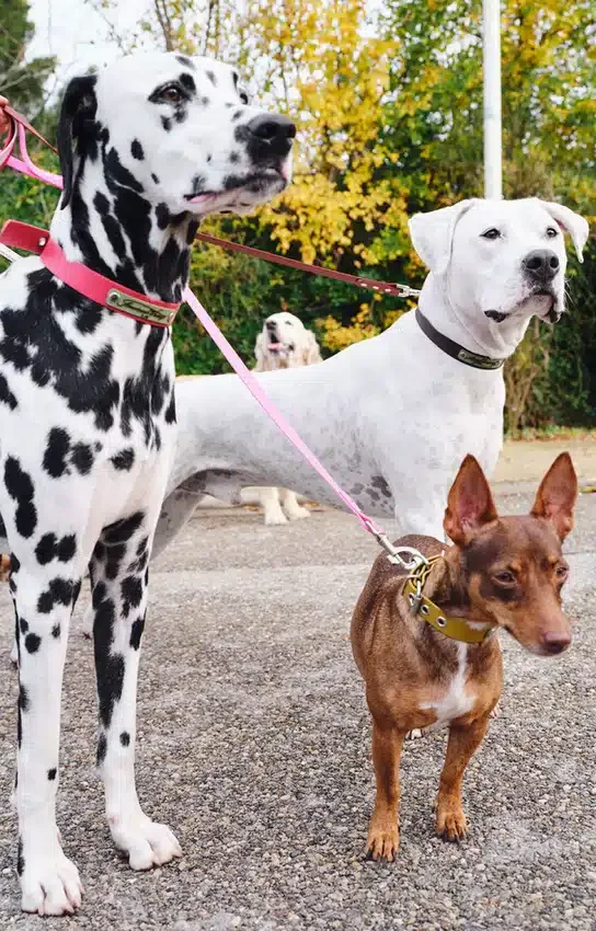 AMV DOGS dog leash Reference: LAISSECHIENH26