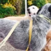 AMV DOGS dog leash Reference: LAISSECHIENH26