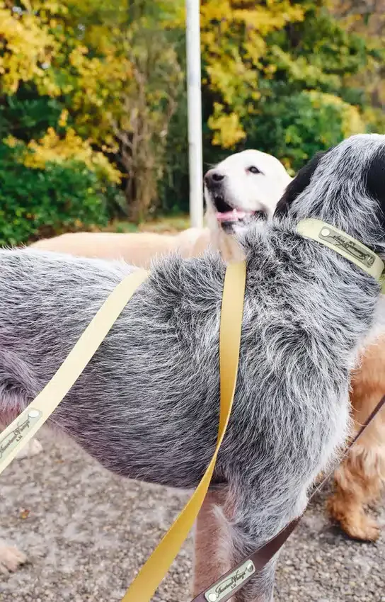 AMV DOGS dog leash Reference: LAISSECHIENH26