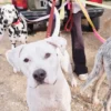AMV DOGS dog leash Reference: LAISSECHIENH26