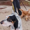 AMV DOGS dog leash Reference: LAISSECHIENH26