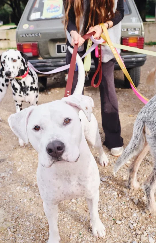 AMV DOGS dog leash Reference: LAISSECHIENH26