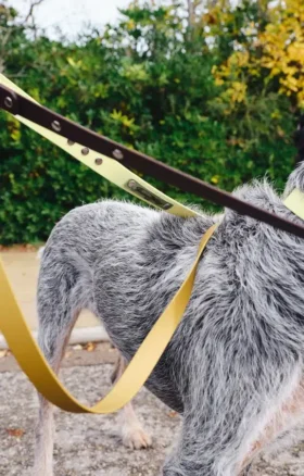 AMV DOGS dog leash Reference: LAISSECHIENH26