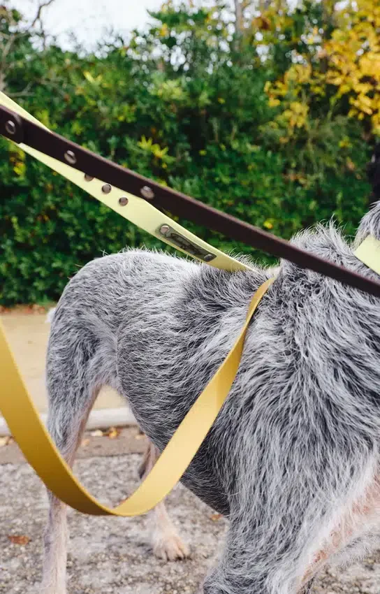 AMV DOGS dog leash Reference: LAISSECHIENH26